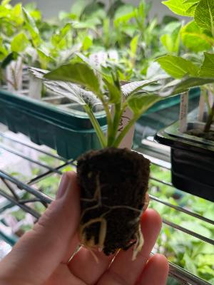 Cuttings