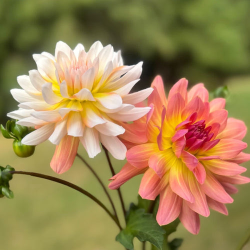 Annie Bannanie (LIMIT 1)