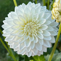 Boom Boom White
