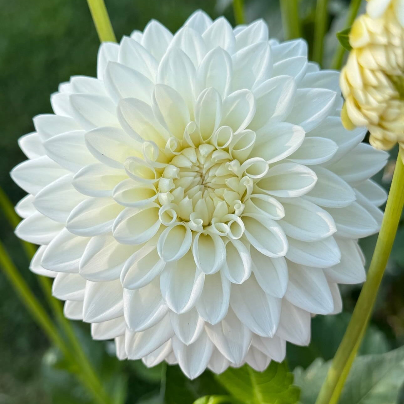 Boom Boom White
