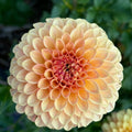 KA Desert Rose