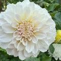 Irish Ruffles