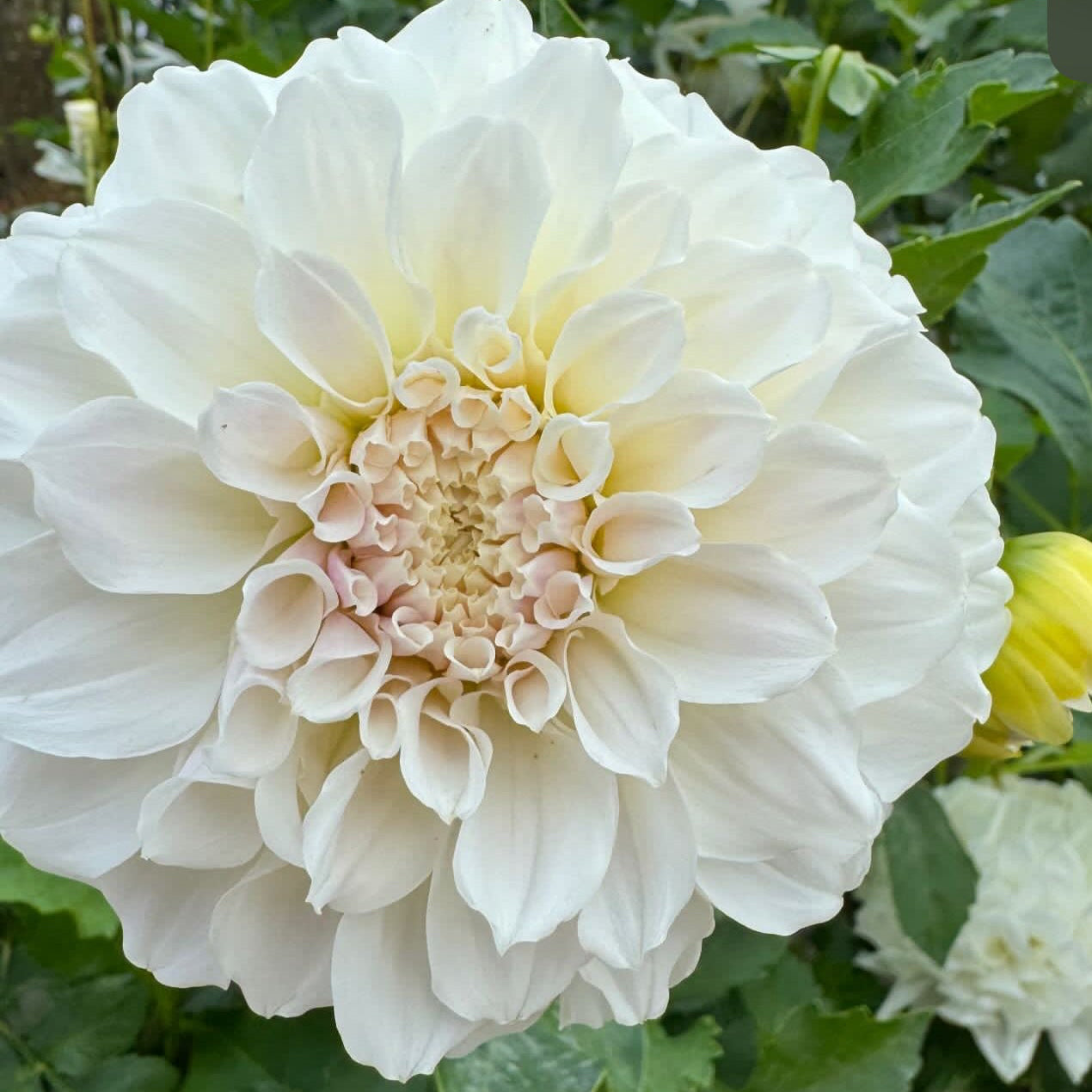 Irish Ruffles
