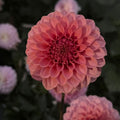KA Keltie Rose