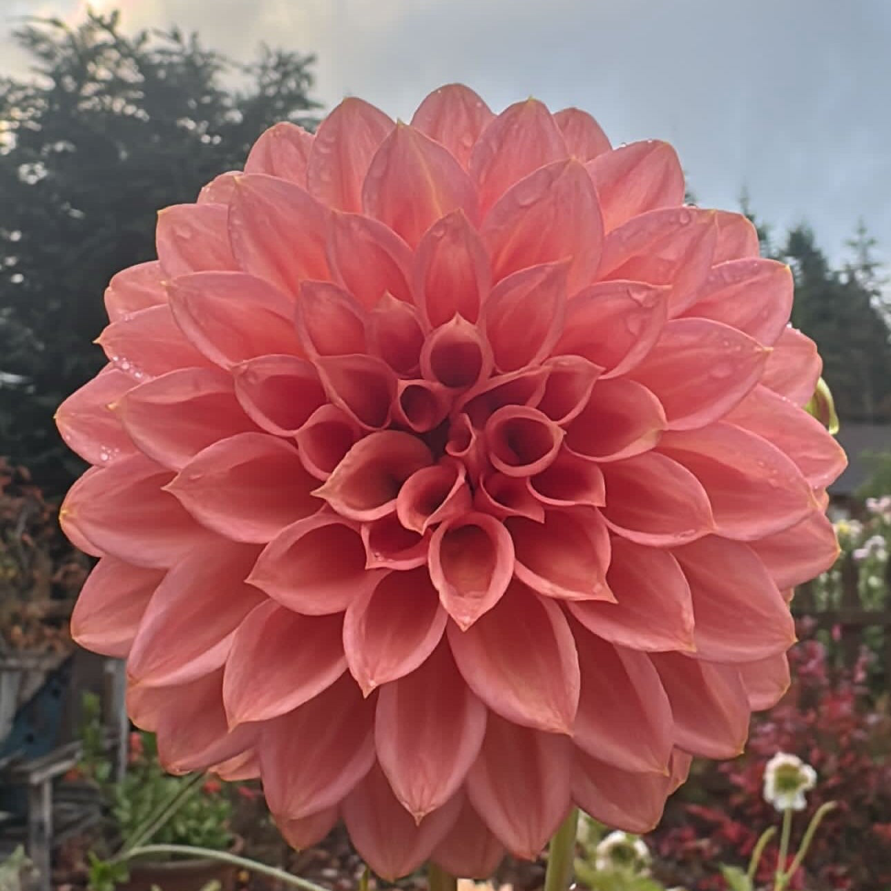 KA Peachy
