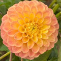 Pastel Doris (tiny tuber)
