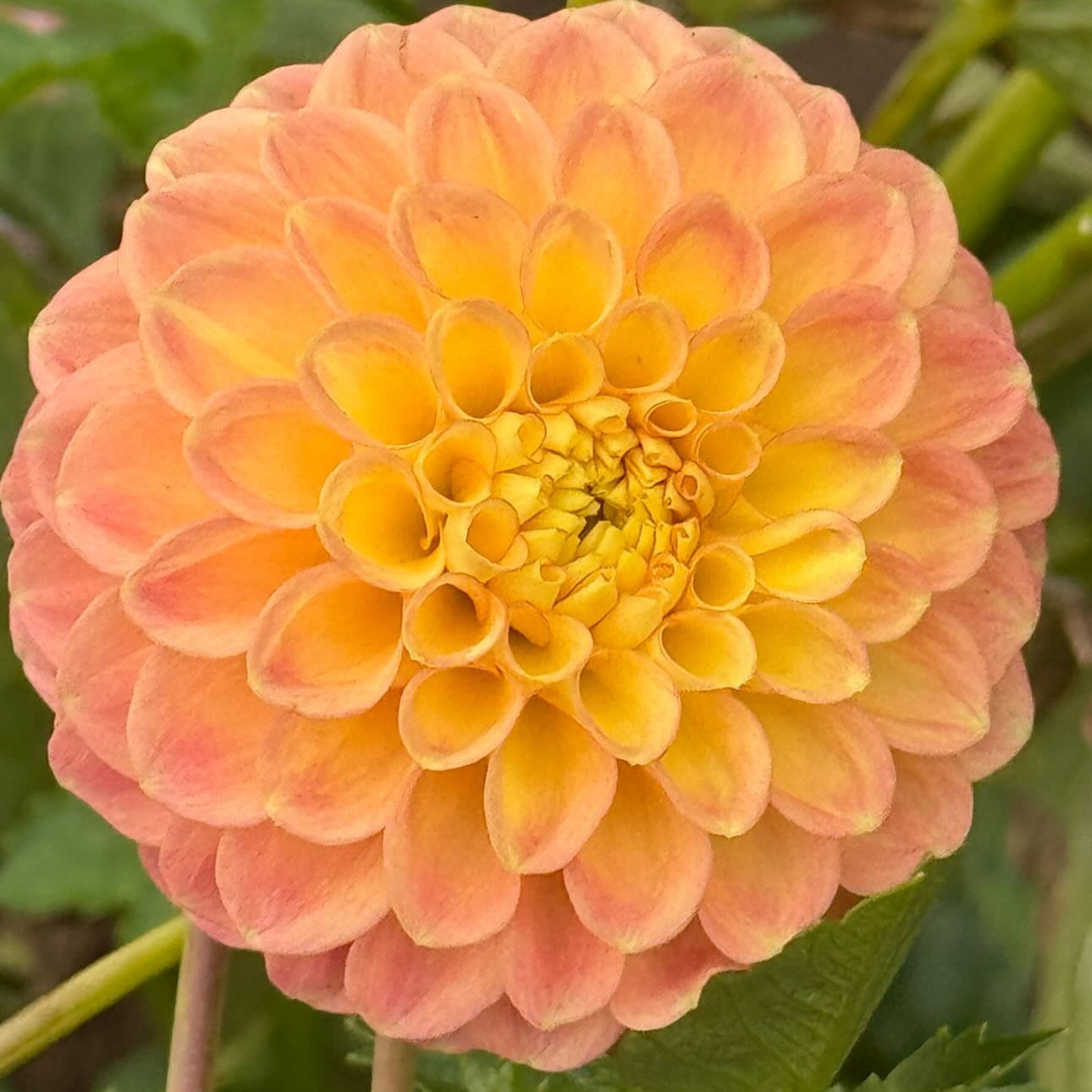 Pastel Doris (tiny tuber)
