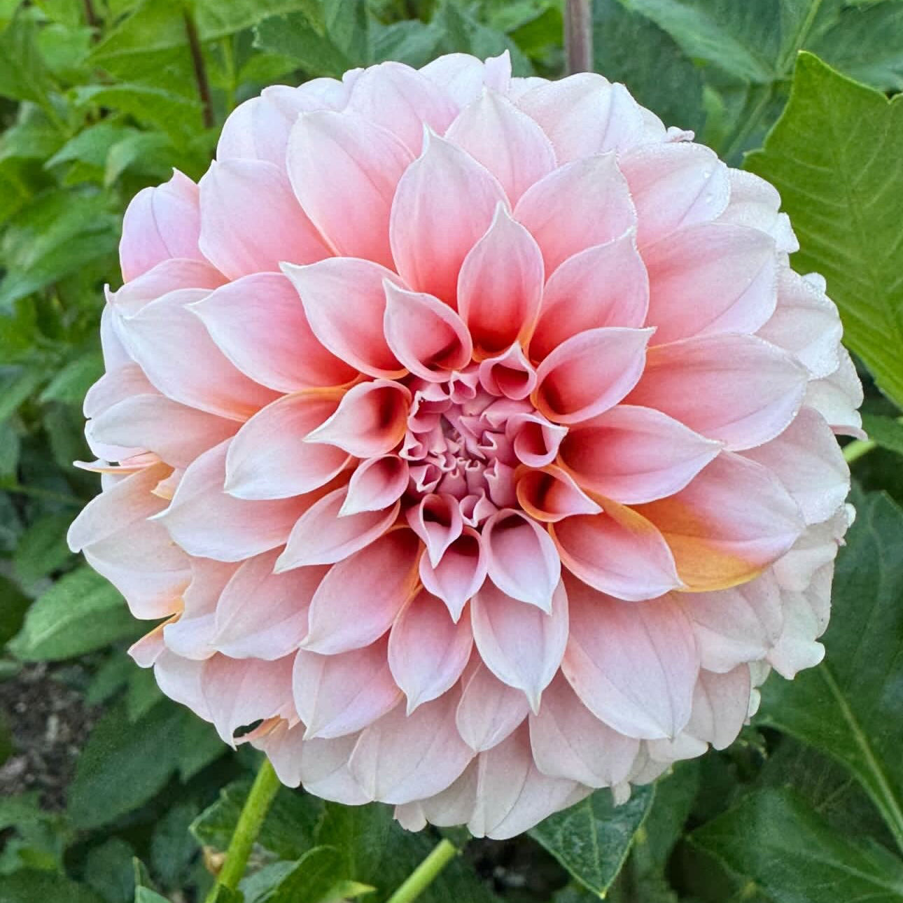 Peaches & Cream