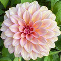 RM Raspberry Twinkle