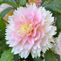 Rosemary Webb (LIMIT 1)
