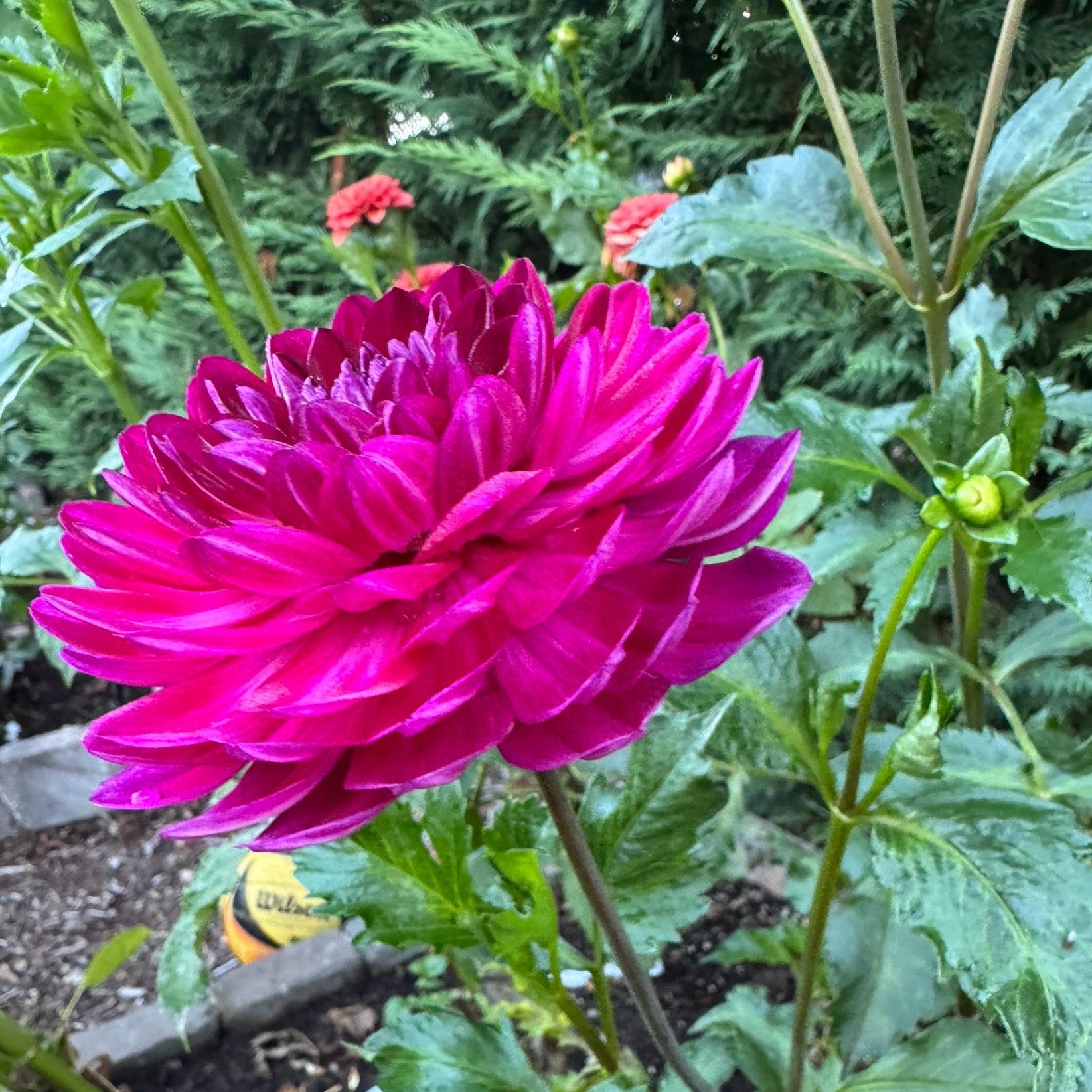 Sandia Bertha