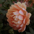 Sandia Susan