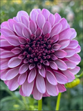 Dahlia 5