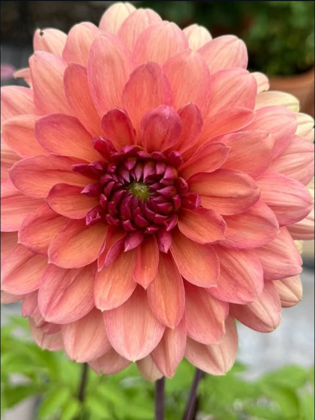 Dahlia 2