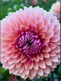 Dahlia 3