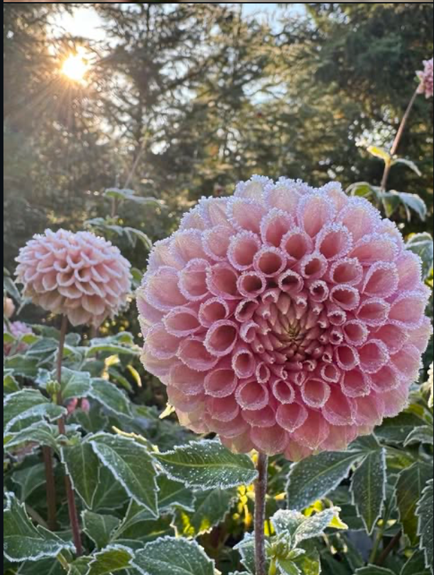 Dahlia 1