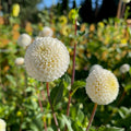 Small World