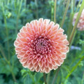 Valley Tawny