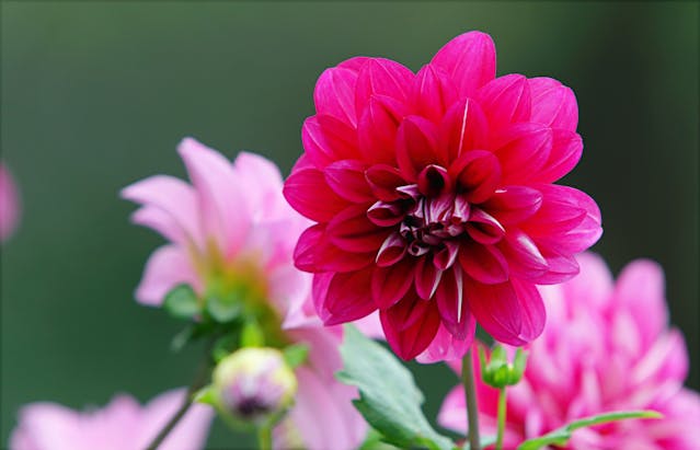 Dahlia 1