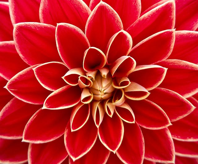 Dahlia 3
